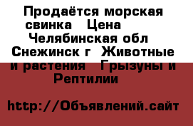 Продаётся морская свинка › Цена ­ 800 - Челябинская обл., Снежинск г. Животные и растения » Грызуны и Рептилии   
